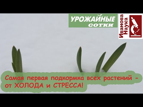 Видео: Первая подкормка чеснока и лука, самая эффективная подкормка от холода и стресса всех растений.