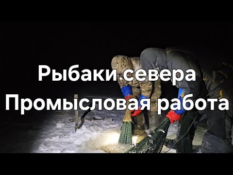 Видео: Промысловое рыболовство на севере.Поднимаем невода.