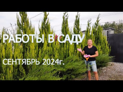 Видео: РАБОТЫ В САДУ СЕНТЯБРЬ 2024г. Засохли злаки, секрет про гладиолусы, пересадка гортензий и лилейников