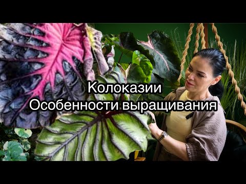 Видео: Colocasia esculenta (Redemption, Pharaoh’s Mask )🪴Особенности выращивания, личный опыт👌