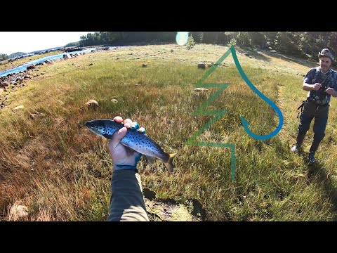 Видео: Ловля кумжи. Часть 2. Тайга у Белого моря 2. Рыбалка в Карелии.