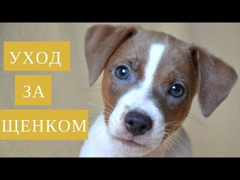 Видео: Уход за щенком | Что купить для щенка | В доме появился щенок
