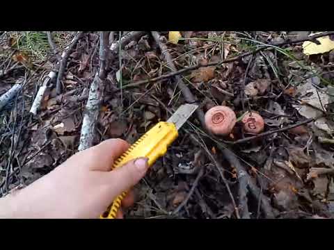 Видео: Гриб гигант и груздочки - малышочки. Часть 3