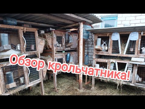 Видео: Как крольчата подросли и изменились?/ Разведение и содержание кроликов