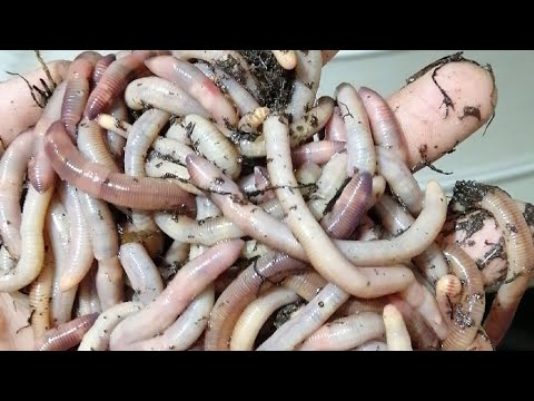 Видео: 55 кг дэндры 👌👌👌