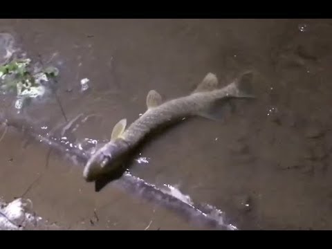 Видео: Рыбалка на резинку на Ахтубе и озере. Способы доставки груза на водоемах.