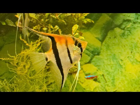 Видео: Аквариум новые рыбки 
