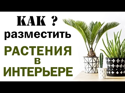 Видео: КАК РАЗМЕСТИТЬ РАСТЕНИЯ В ИНТЕРЬЕРЕ