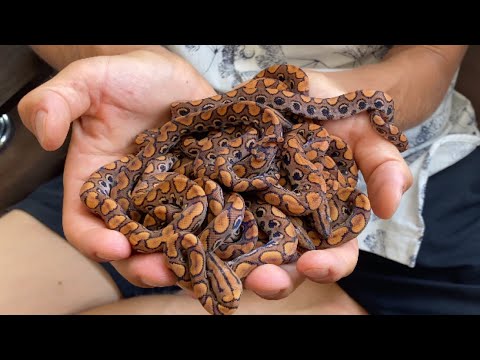 Видео: Клубок радуги!  Разведение и содержание радужного удава.