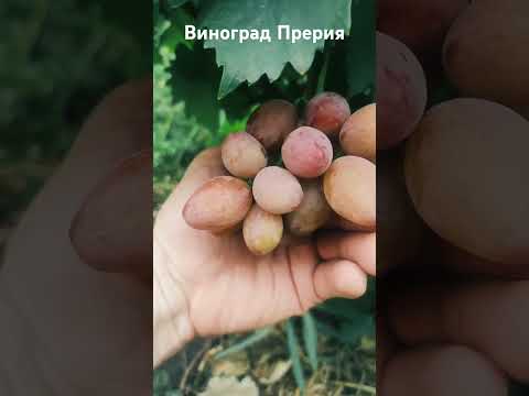 Видео: Виноград Прерия #виноград