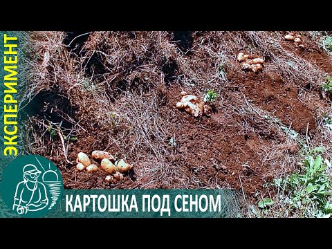 Видео: 🥔 Посадка картофеля под сеном 🌿 Эксперимент Гордеевых