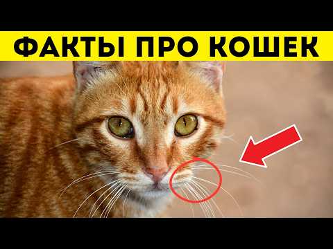 Видео: 30 ФАКТОВ про КОШЕК.  Вы точно будете удивлены!