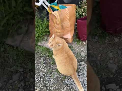 Видео: Получение корма 🤗