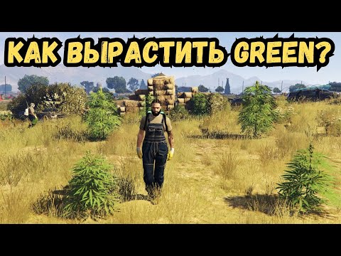 Видео: МЫ ВЫРАСТИЛИ 500 GREEN В GTA 5 RP MAJESTIC! КОНТРАКТ ГРОВЕР! ГОСНИК КРЫШУЕТ НАС!