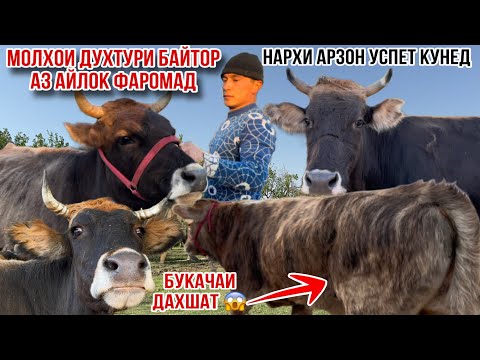 Видео: 7-САР МОЛХОИ ДУХТУРИ БАЙТОРИ 😳🙆‍♂️ НАРХИ ХЕЛЕ АРЗОН УСПЕТ КУНЕД 6 ноября 2025 г.