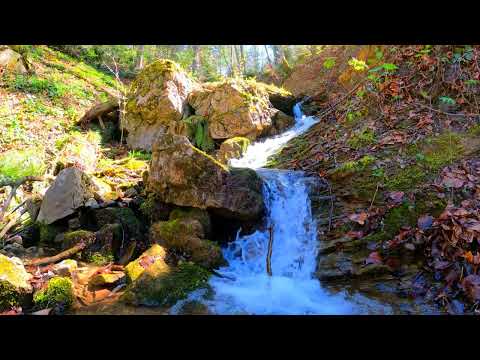 Видео: 🌸 Звуки Ручья и Поющие Птицы Расслабляют и Успокаивают Нервы, Давление и Сердце, Лечат Душу и Тело