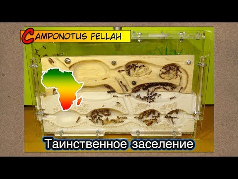 Видео: Таинственное заселение Африканских гигантов ● Camponotus fellah