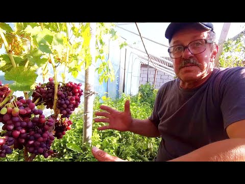 Видео: 🔴🔴Крупный Виноградник с Новинками в Минской Области. И не Только