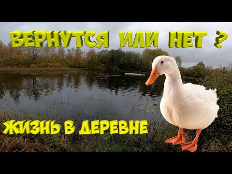 Видео: Гуси не хотят возвращаться .[Жизнь в деревне]