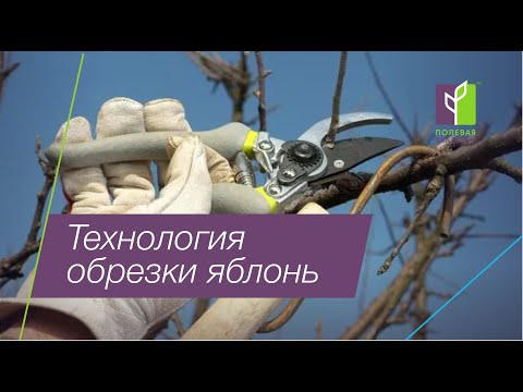 Видео: Как правильно сделать обрезку яблонь в интенсивном саду