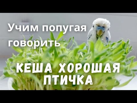 Видео: Учим попугая говорить "Кеша хорошая птичка"
