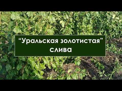 Видео: Уральская золотистая слива