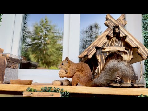Видео: The Squirrel is Storing Up for Winter. Белка делает запасы на зиму.