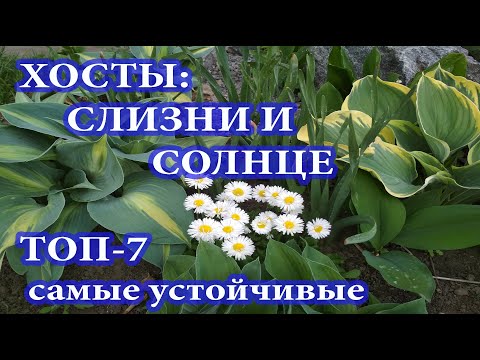 Видео: ХОСТЫ: СЛИЗНИ И СОЛНЦЕ.ТОП-7: САМЫЕ УСТОЙЧИВЫЕ.