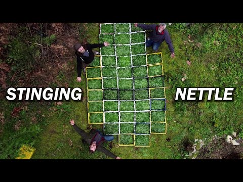 Видео: Собираем огромную кучу крапивы и сушим ее для чая!
