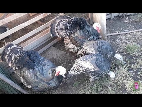 Видео: Индюки на племя! Утепляем сарайчик. Семена картошки!!!