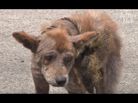 Видео: Бродячая собака превратилась в гиену .. | Животное в кризис EP27