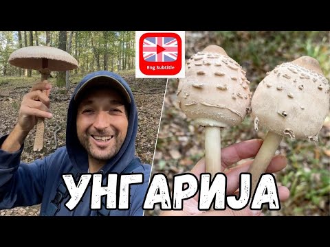 Видео: Собираме и Јадеме Печурки во 🇭🇺 | Mushrooming in Hungary - w/ (ENG Subtitle)