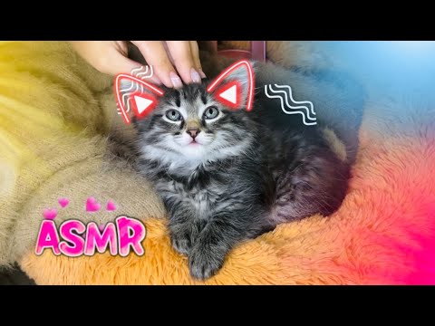 Видео: АСМР pov: ты котёнок🐱, и я сделаю тебе приятный массаж кисточками🖌️тихий голос, мурашки|ASMR massage