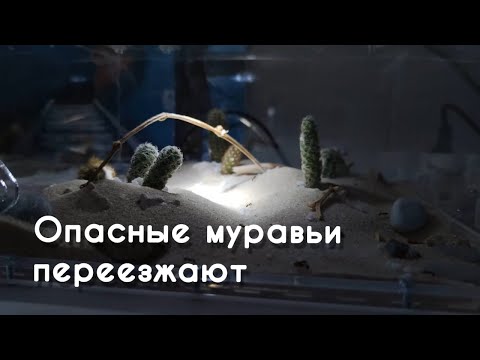 Видео: POGONOMYRMEX BARBATUS ПЕРЕЕЗЖАЮТ В ПУСТЫНЮ