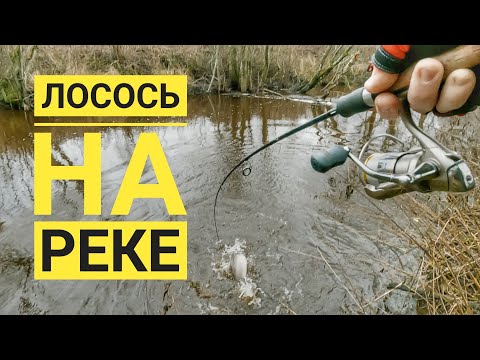 Видео: ЛОВЛЯ ЛОСОСЯ НА РЕКЕ 🎣 РЫБАЛКА В ЭСТОНИИ 🎣 LÕHEPÜÜK EESTI JÕGEDES