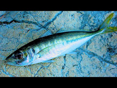 Видео: Впервые Взял в Руки Ультралайт и Оторвался. Ставрида и Окунь порадовали. Рыбалка в Ялте.