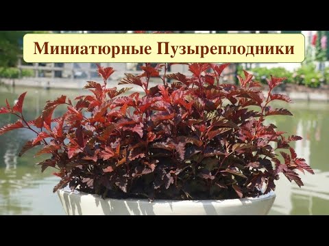 Видео: ПУЗЫРЕПЛОДНИКИ МИНИАТЮРНЫЕ ДЛЯ МИКСБОРДЕРОВ И РОКАРИЕВ.