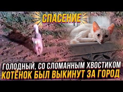 Видео: Ночью,за городом голодный котёнок чуть не попал мне под колёса. Рада и Мила сдружились? Как Бельчик?