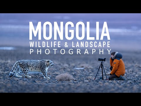 Видео: Фотографирование снежных барсов и пейзажей в Монголии