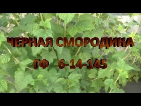 Видео: Лучший сорт черной смородины - это ГФ   6-14-145 !