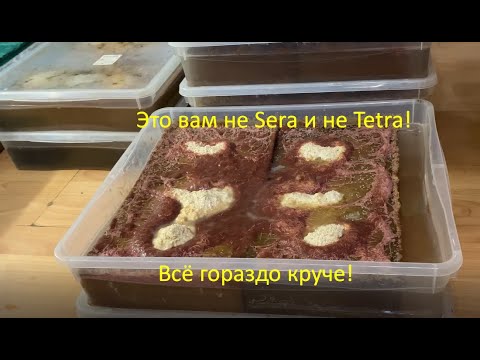Видео: Разведение трубочника!