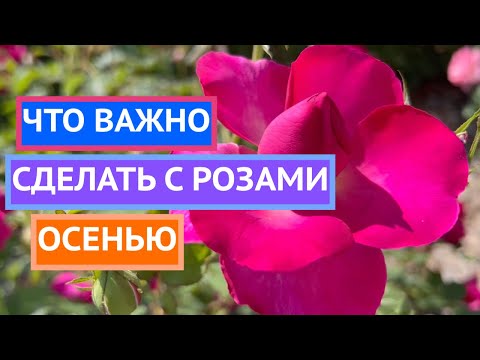 Видео: НЕ ПРОПУСТИТЕ ЭТОТ ЭТАП УХОДА ЗА РОЗАМИ ОСЕНЬЮ!