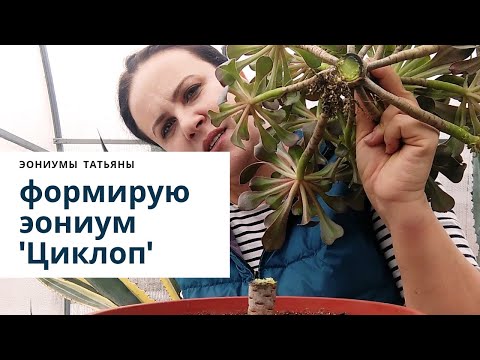 Видео: Формирую эониум 'Циклоп'. Уход в домашних условиях