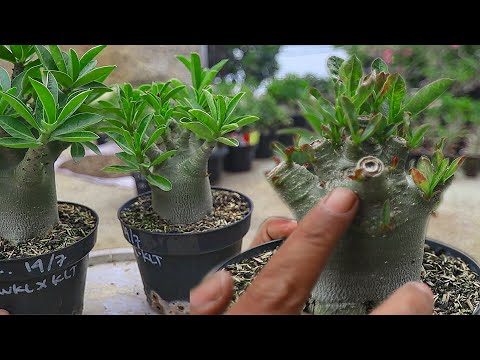 Видео: СИЛЬНАЯ ОБРЕЗКА | Как справиться с переросшими ветвями адениума