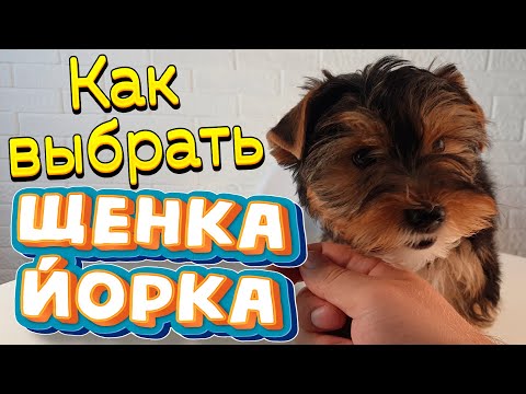 Видео: ПОКУПКА ЩЕНКА 🐶 йоркширский терьер🐶 от А до Я 👏 С ЧЕГО НАЧАТЬ 🤷‍♀️