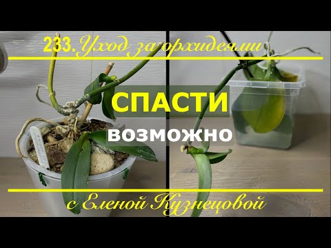 Видео: Орхидея мама осталась без корней! Можно ли спасти в этом случае деток?