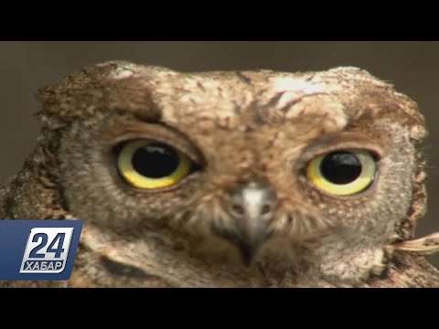 Видео: Алматыда байғыз құсының санағы аяқталды