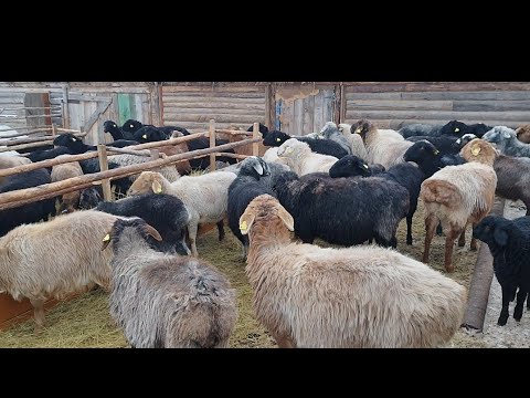 Видео: Бордақы сиырды етке тапсыру,бордақы бұқалар.