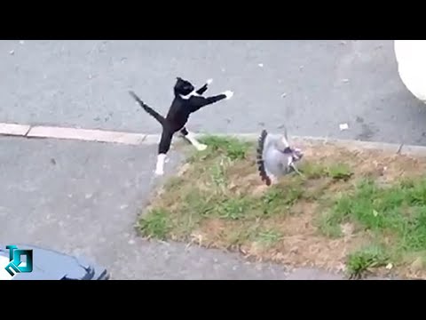 Видео: Кот Удивил Даже Хозяев / Случаи с Животными Снятые на Камеру