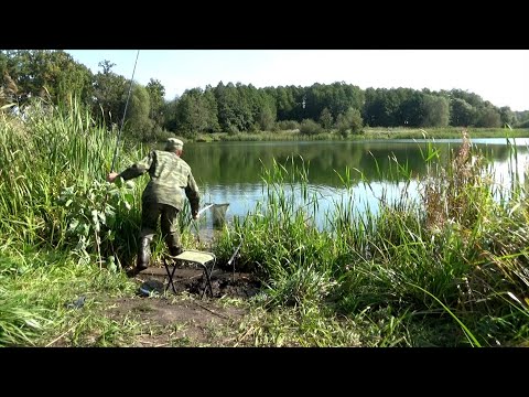 Видео: Донная херабуна работает даже осенью! Рыбалка в сентябре на карася